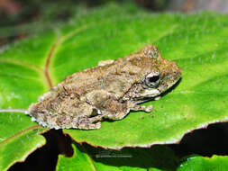 Image of Kurixalus odontotarsus (Ye & Fei ex Ye, Fei & Hu 1993)