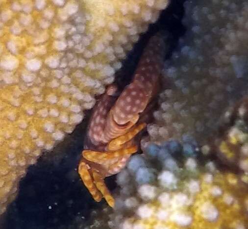 Image of yellow-spotted guard crab