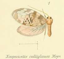 Image of Neopseustina