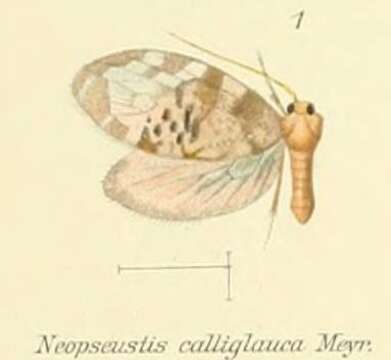 Image of Neopseustoidea