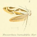 Image of Mnesarchaeoidea