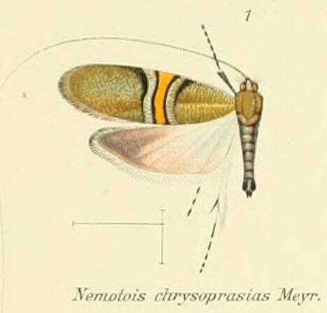 Image of Nemophora chrysoprasias Meyrick 1907