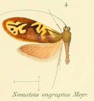 Image of Nemophora