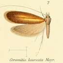 Image of Ceromitia laureata Meyrick 1912