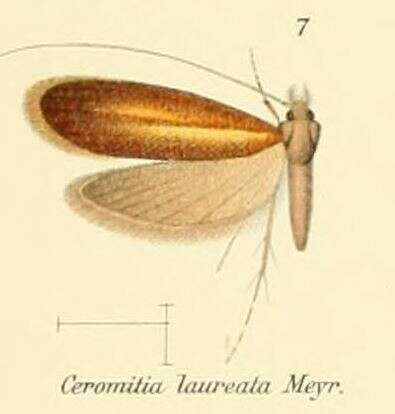 Image of Ceromitia laureata Meyrick 1912