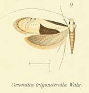 Image of Ceromitia trigoniferella Walsingham 1881