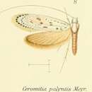 Image of Ceromitia palyntis Meyrick 1908