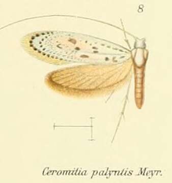 Image of Ceromitia palyntis Meyrick 1908
