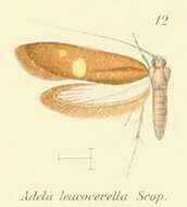 Image of Cauchas leucocerella