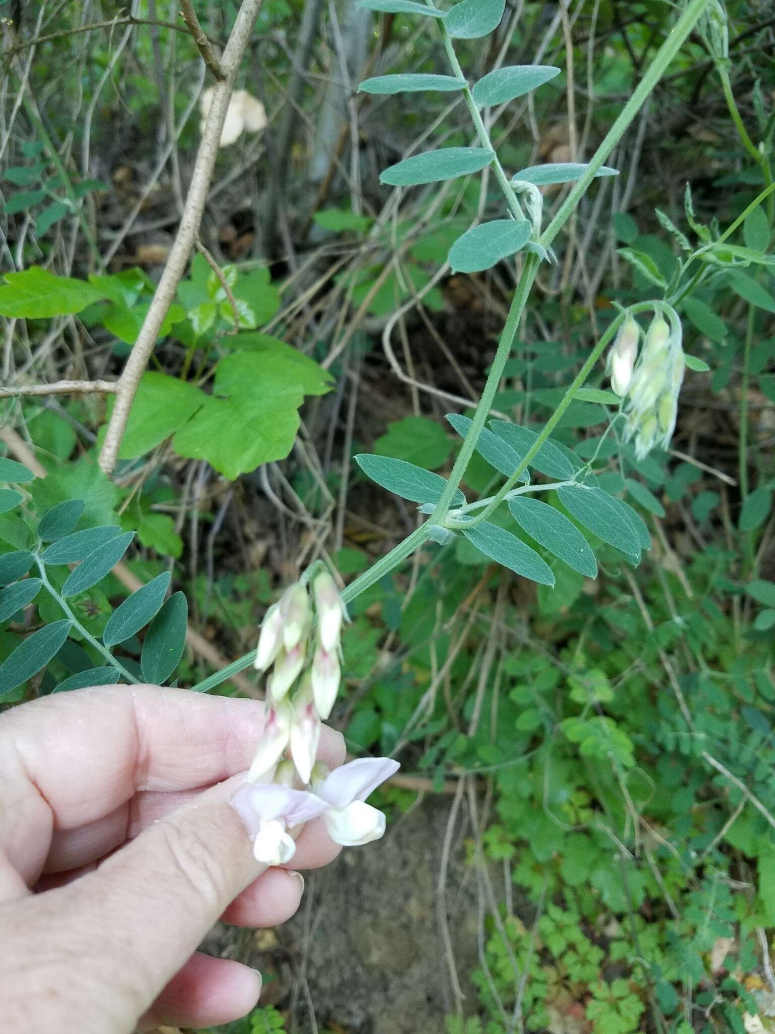 Lathyrus vestitus subsp. vestitus的圖片