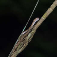 Image of Leyte Cat Snake