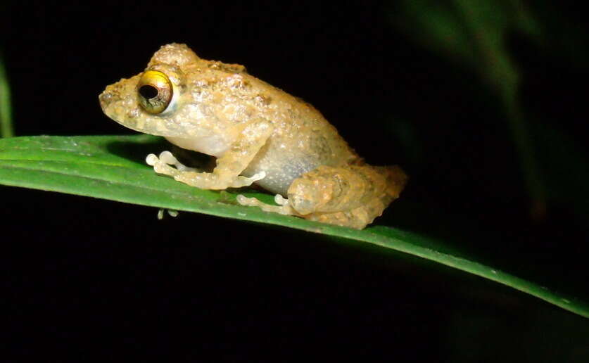 Plancia ëd Pristimantis cerasinus (Cope 1875)