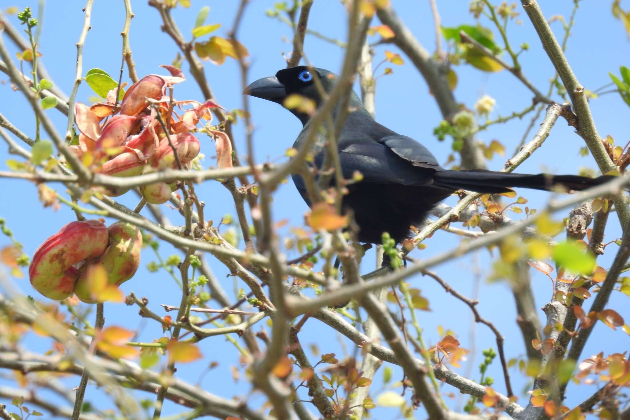 Image of Treepie