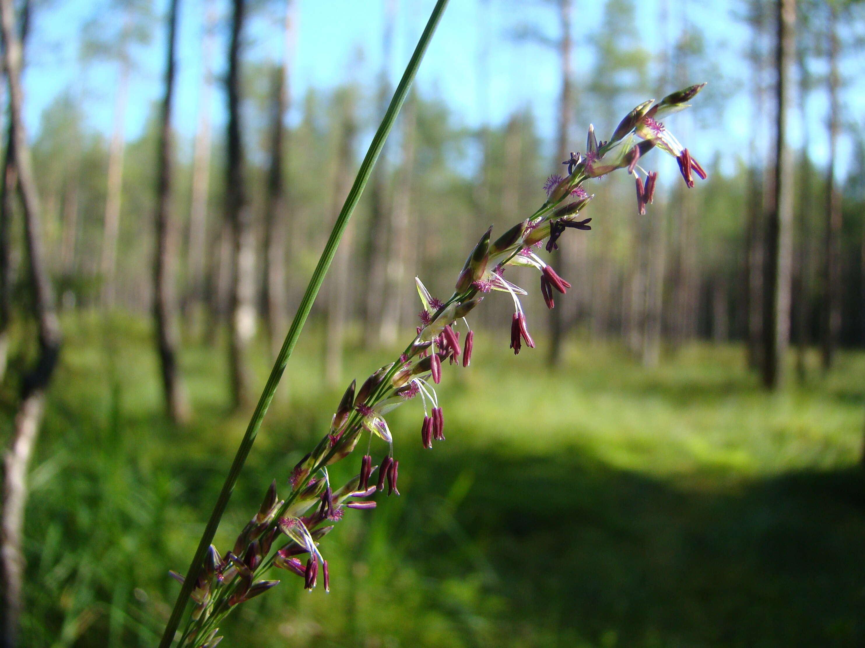 Imagem de Molinia caerulea (L.) Moench