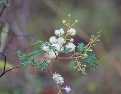 Imagem de Acacia terminalis (Salisb.) J. F. Macbr.