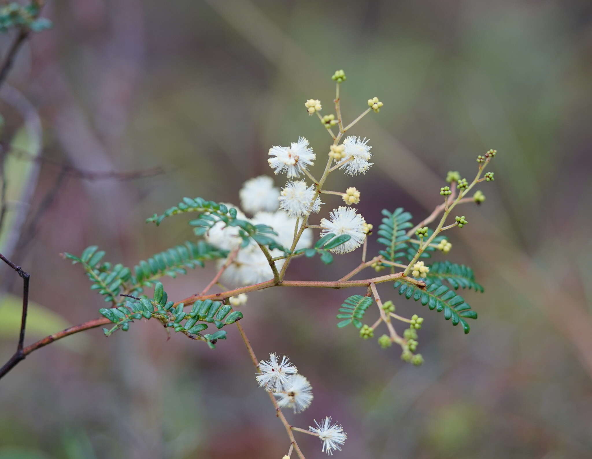 Imagem de Acacia terminalis (Salisb.) J. F. Macbr.