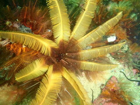 Image of elegant feather star