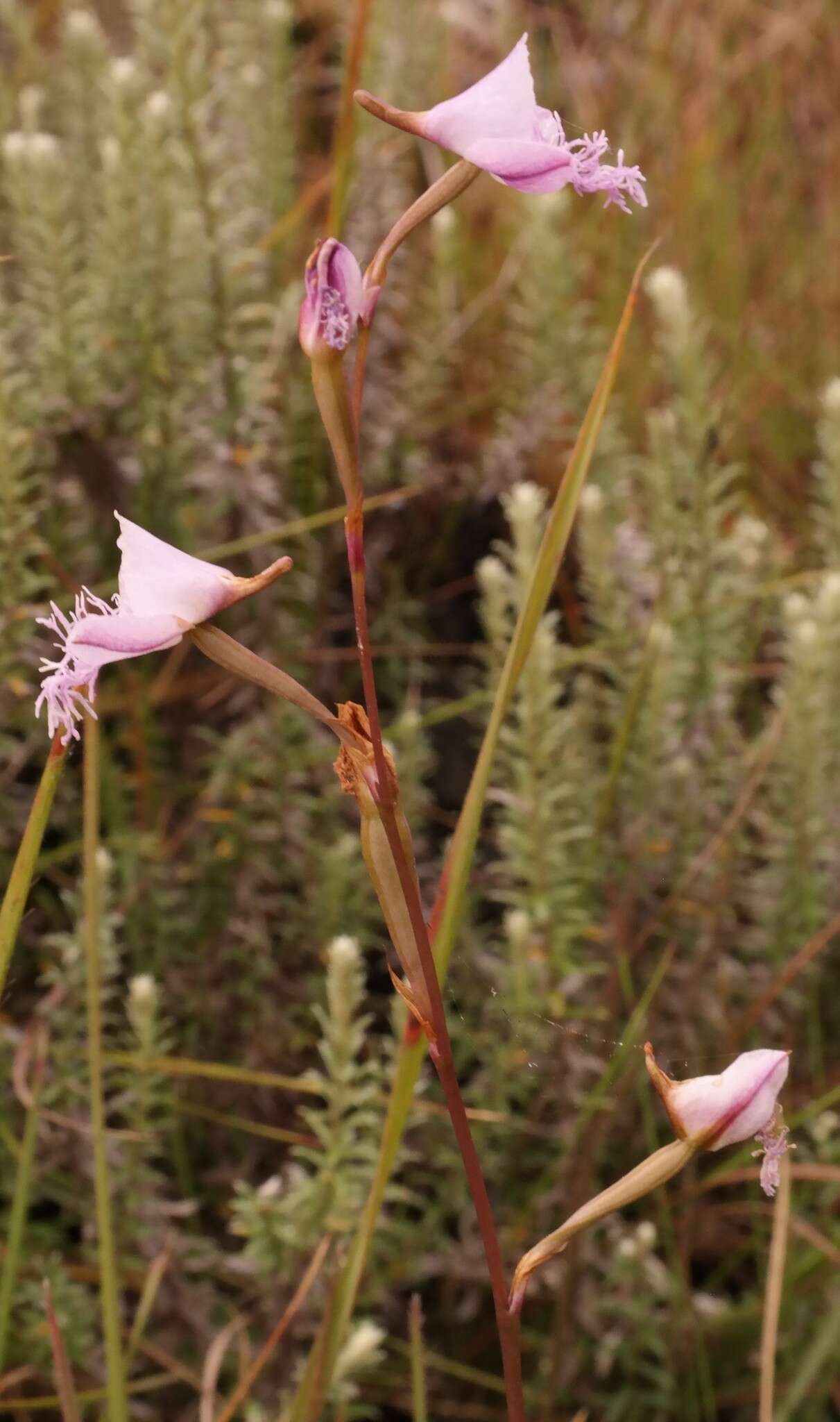 Disa chimanimaniensis (H. P. Linder) H. P. Linder resmi