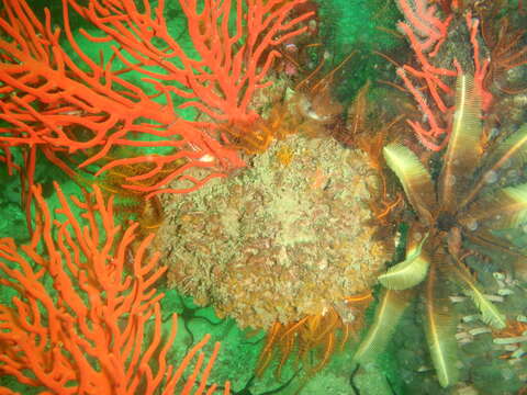 Image of elegant feather star