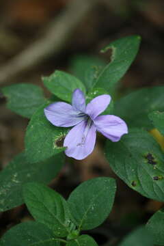 Imagem de Barleria obtusa Nees