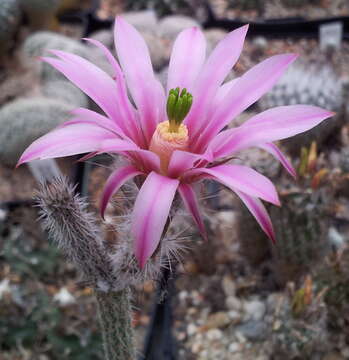 Image of Dahlia Apple Cactus