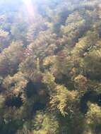 Image of Eurasian Water-Milfoil