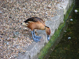 Image of Blue-billed Duck