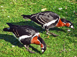 Image of Red-breasted Goose