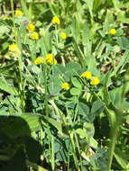 Image of black medick