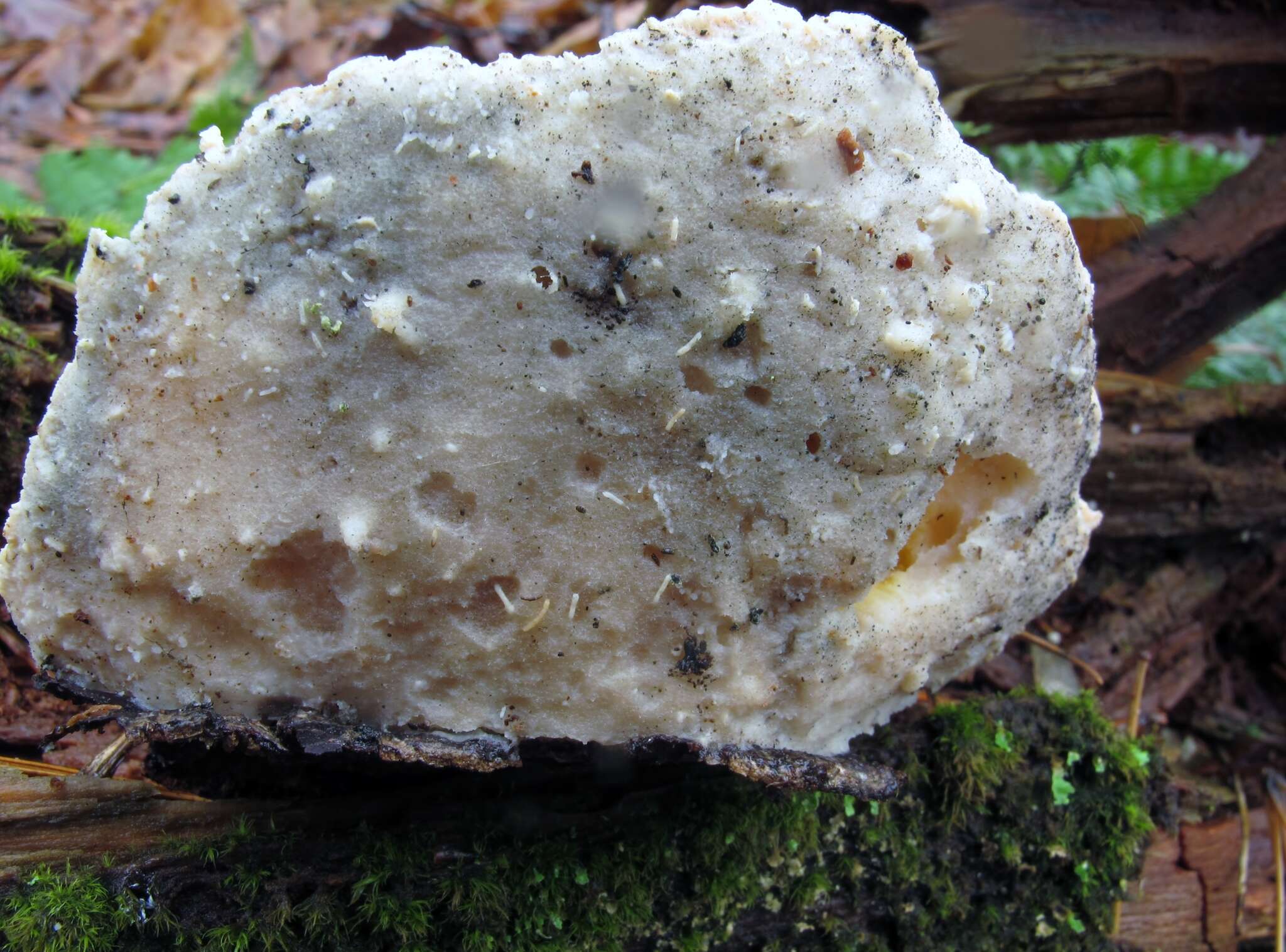 Image de Polypore bleuté