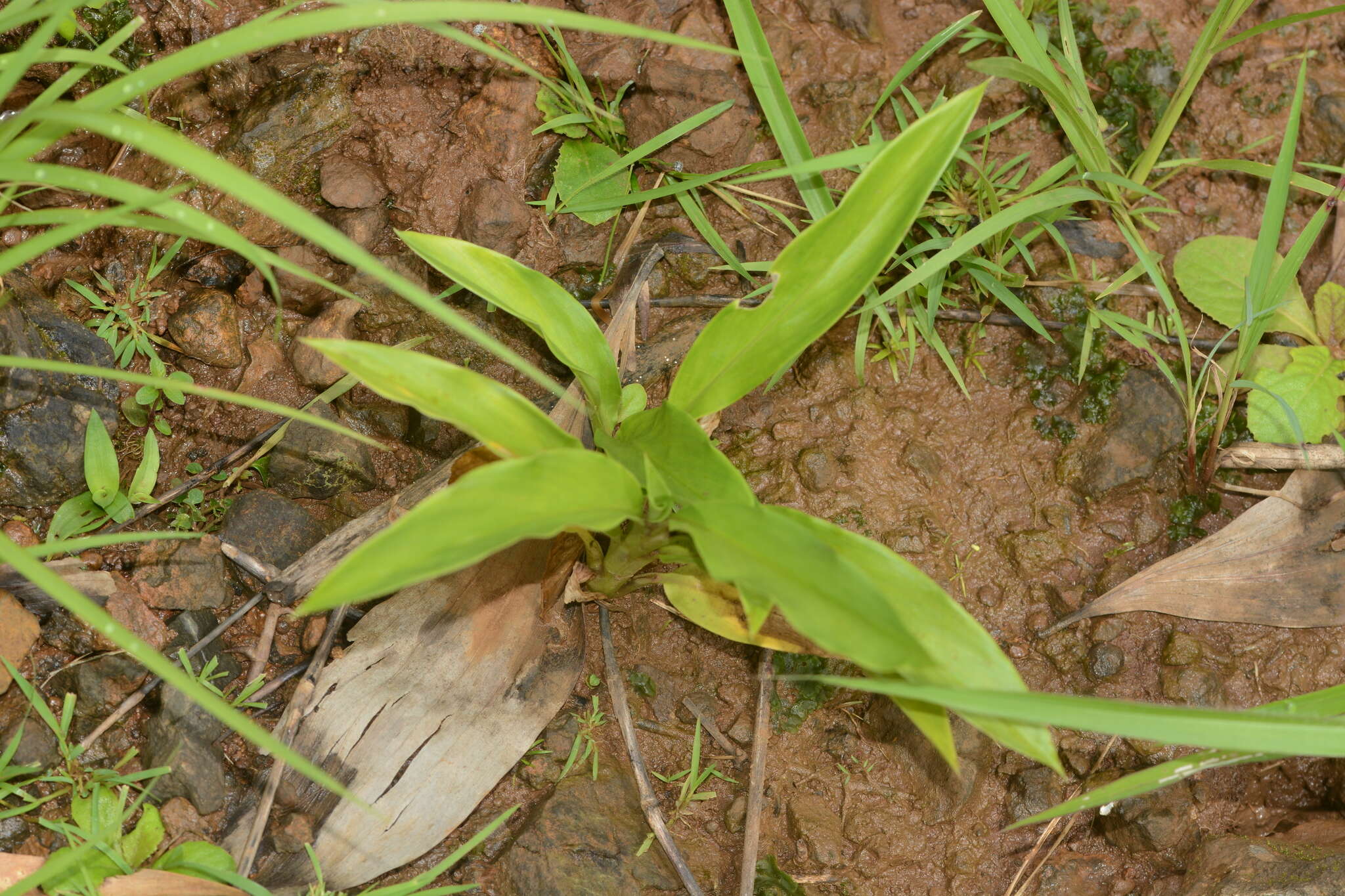 Image of Curcuma scaposa (Nimmo)