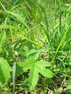 Image of Carex filipes var. oligostachys Kük.