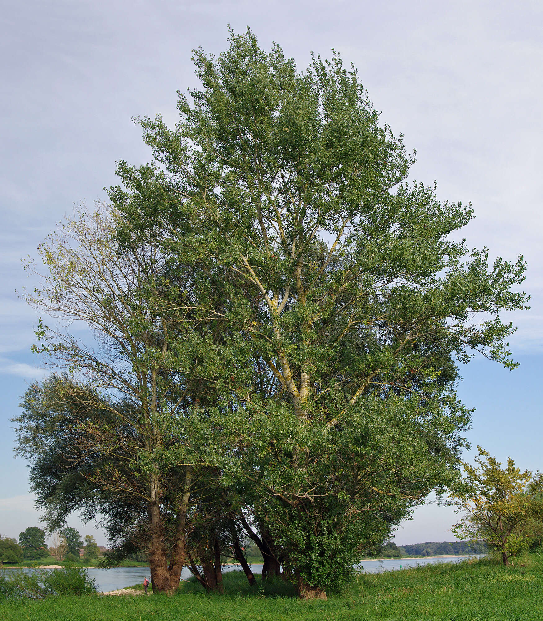 Image of Black Poplar