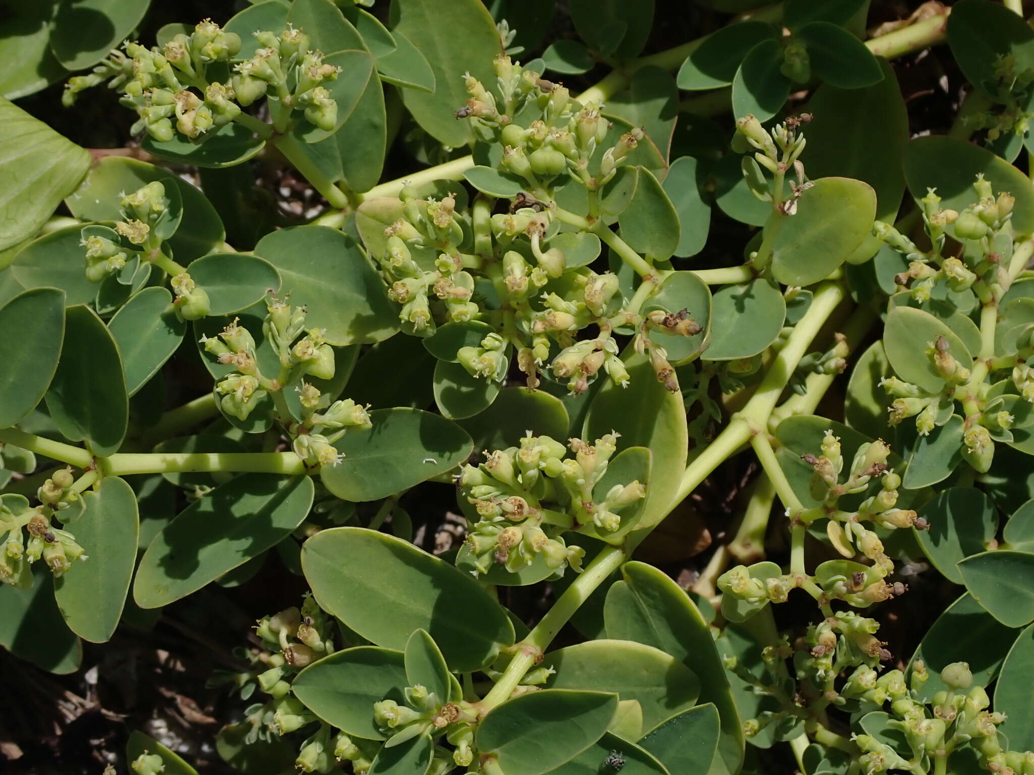 Image of Euphorbia atoto G. Forst.