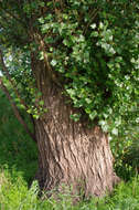 Image of Black Poplar