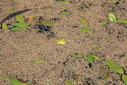 Image de Petite grenouille verte