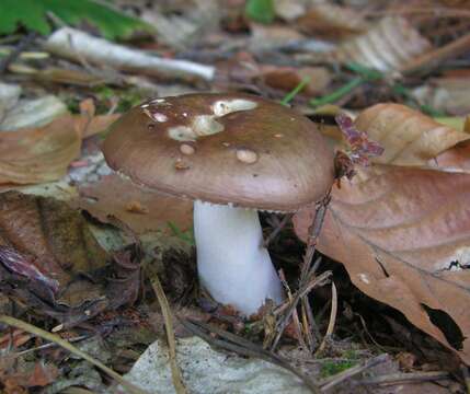 Image of Russula integra