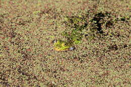 Image de Petite grenouille verte