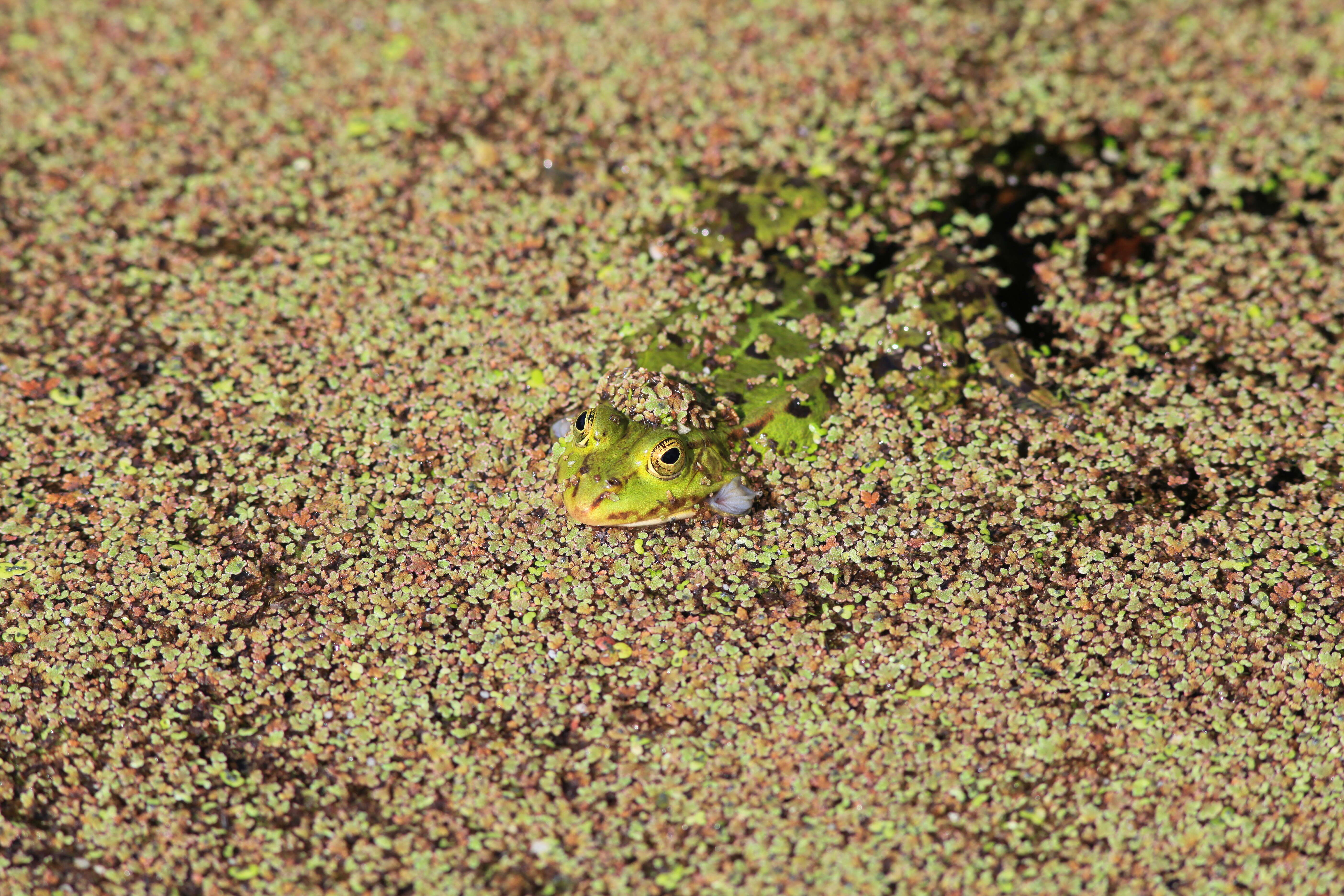 Image de Petite grenouille verte