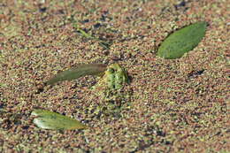 Image de Petite grenouille verte