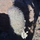 Image of Mammillaria albicans subsp. fraileana (Britton & Rose) D. R. Hunt