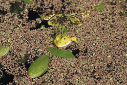 Image de Petite grenouille verte