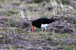 Image of Magellanic Oystercatcher