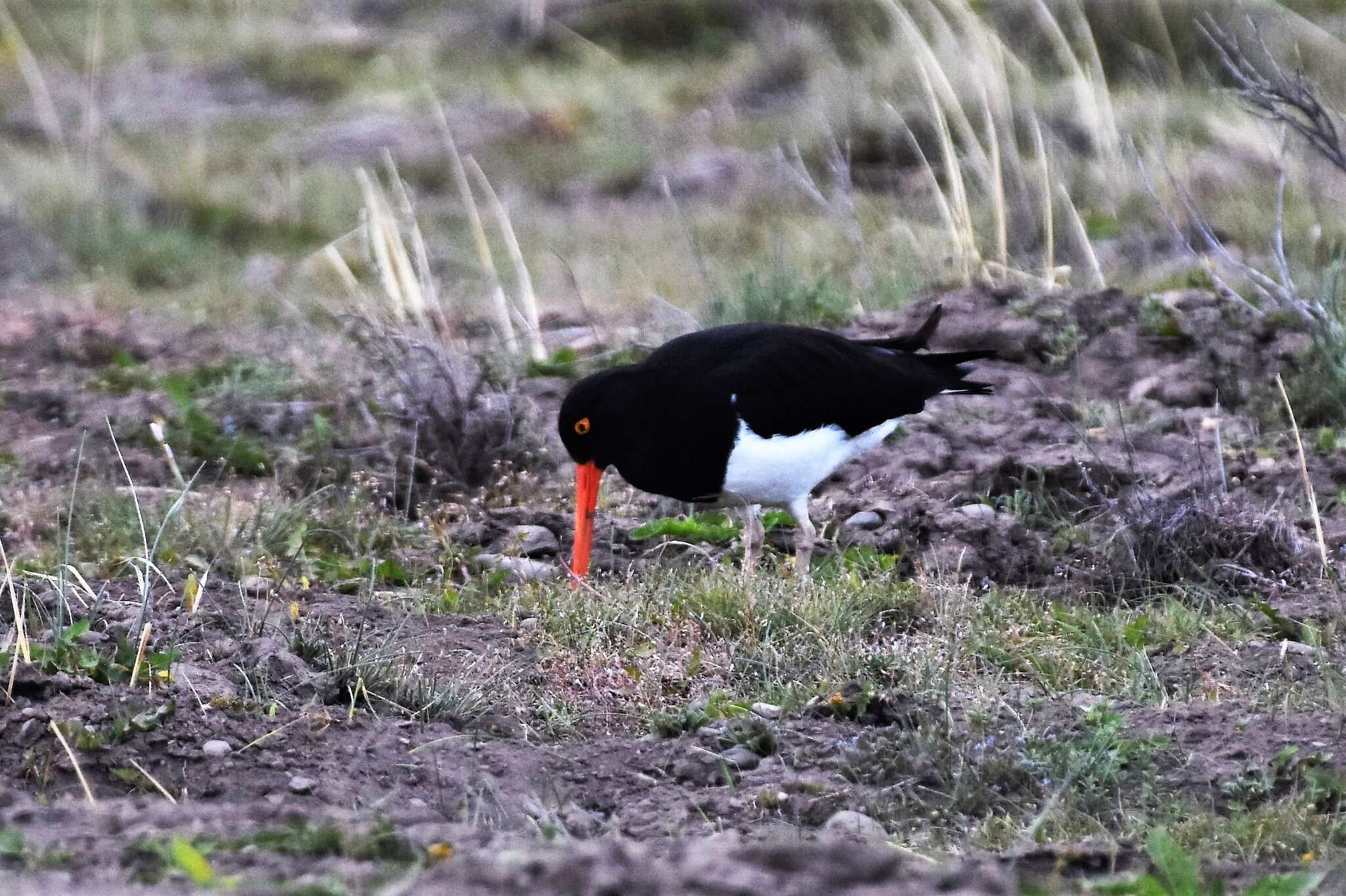 Image of Magellanic Oystercatcher