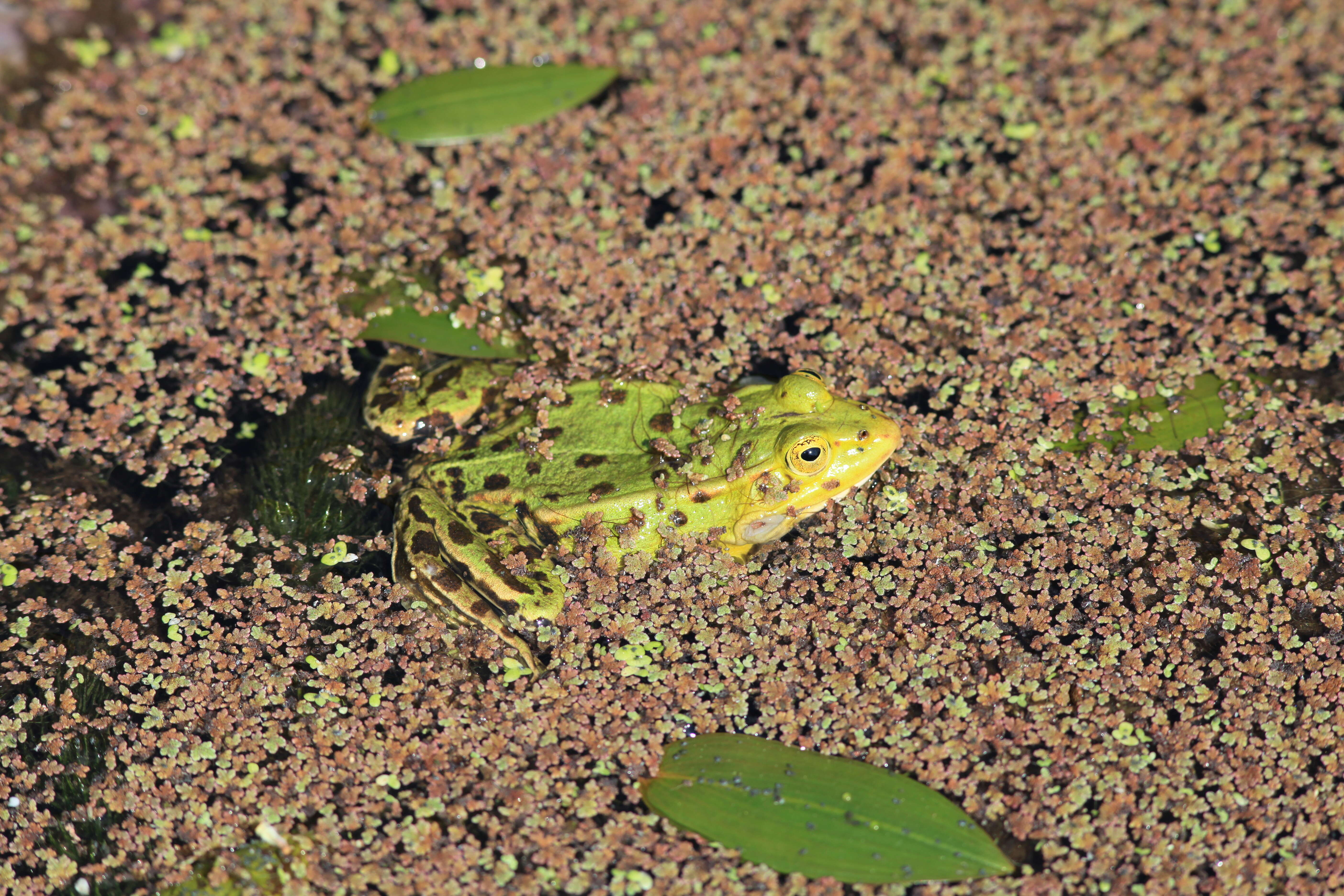 Image de Petite grenouille verte