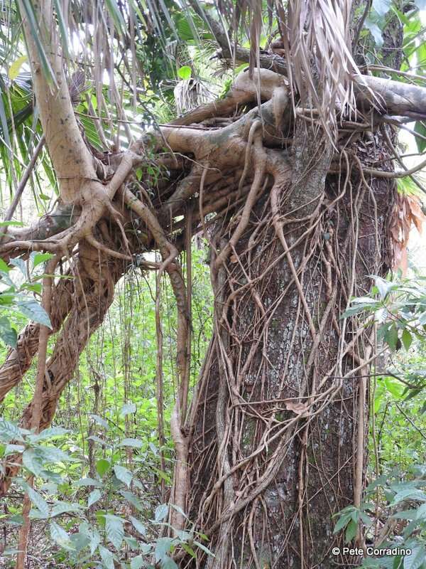 Ficus aurea Nutt.的圖片