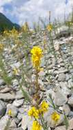 Image of Italian toadflax