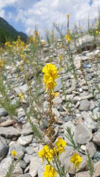 Image of Italian toadflax