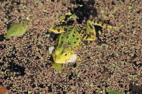 Image de Petite grenouille verte