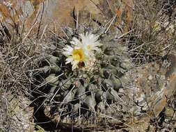 Image of Thelocactus rinconensis (Poselger) Britton & Rose